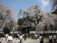 しだれ桜 しだれ桜