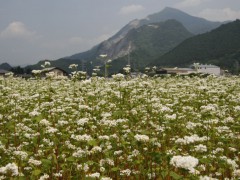 そばの花 そばの花