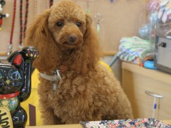 店長レオ君 店長レオ君